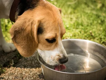 Is Pedialyte Good for Dogs with Pancreatitis? Our Vet Explains