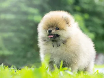 How Much Is a Teacup Pomeranian? 2026 Price Guide