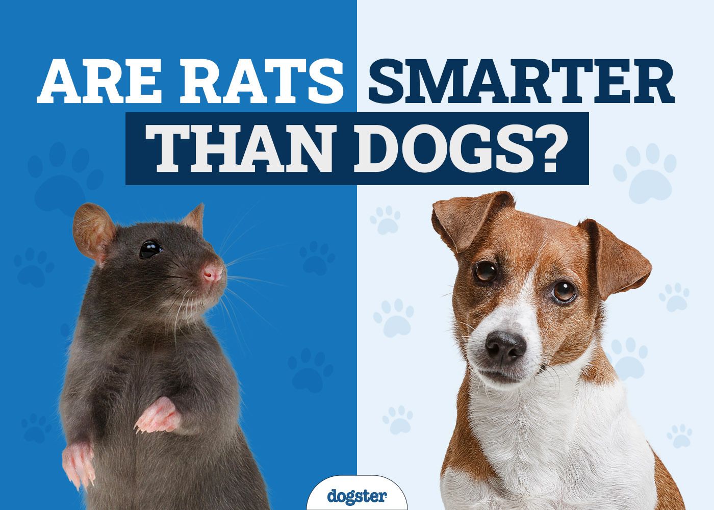 are rats smarter than dogs infographic