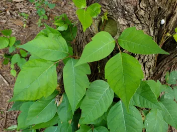 Poison Ivy On Dogs: Our Vet Discusses Signs, Causes & Care