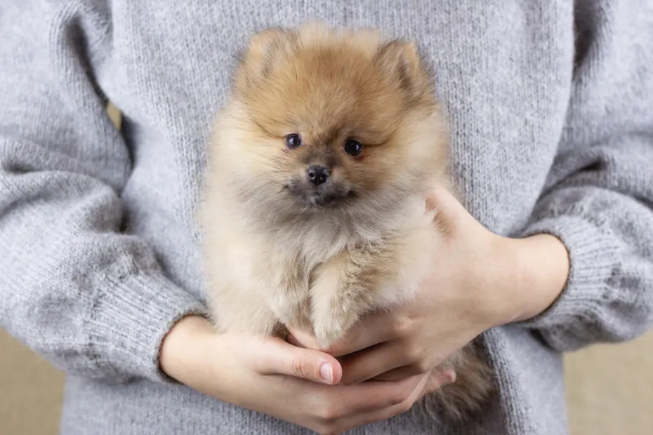 owner holding teddy bear pomeranian