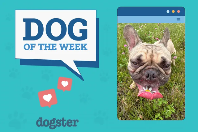 Dogster Photo Contest: Dogs of the Week Winners (August 28, 2025)