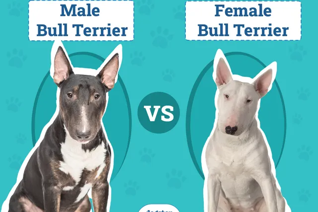 Male vs. Female Bull Terrier: Key Differences (With Pictures)