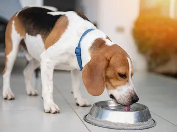 How to Get a Dog to Drink More Water: 11 Vet-Reviewed Tips