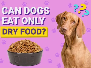 Can Dogs Eat Only Dry Food? Vet-Approved Health Facts & Tips