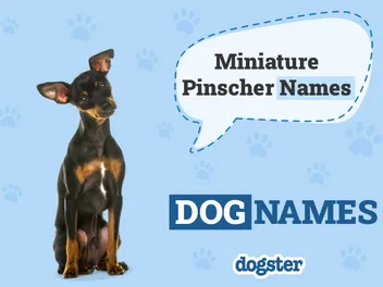 200+ Popular & Unique Miniature Pinscher Names