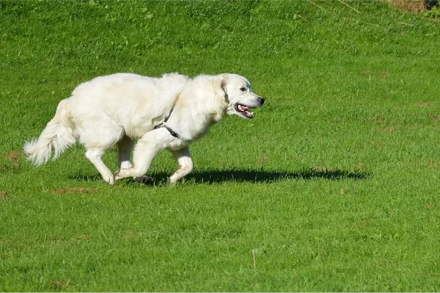 10 Great Off-Leash Dog Parks in Gig Harbor, WA You Can Visit Today