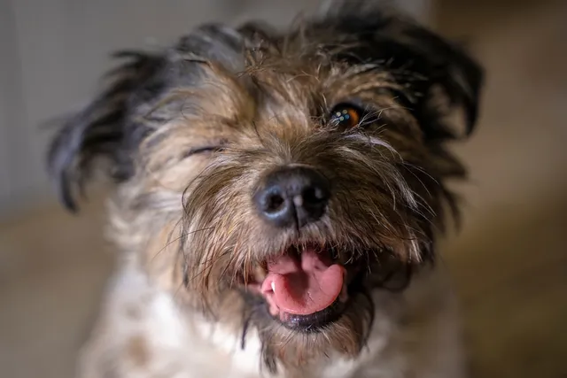 Can Dogs Laugh? What Science Says