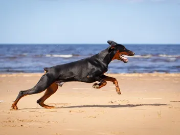 Are Dobermans Good Running Partners? Vet-Verified Facts & FAQ