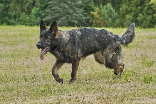 Blue German Shepherd Dog Breed: Info, Pictures, History & More