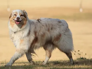 12 Most Popular Dog Breeds In Ohio: 2026 Update (With Info & Pictures)