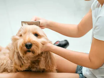 How Much Do Cocker Spaniels Shed? Facts & Care Tips