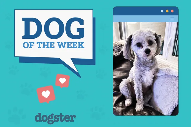 Dogster Photo Contest: Dogs of the Week Winners (October 9, 2025)