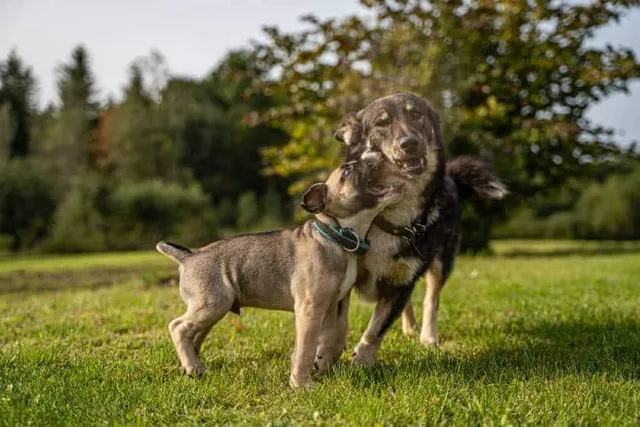 Why Are Some Older Dogs Stressed by New Puppies? Vet-Verified Tips & Facts
