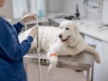 How Much Does an Emergency Vet Cost for Dogs? 2026 Price Update