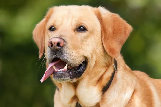 10 Dog Breeds That Look Like Golden Retrievers (With Info & Pictures)
