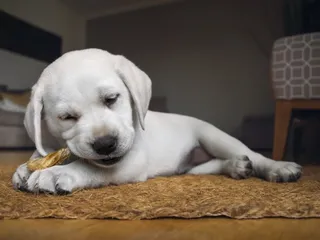 10 Best Bones for Puppies in 2026 - Reviews & Top Picks