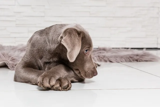 How Old Is 2 In Dog Years? Vet-Approved Guide to Each Size of Dog
