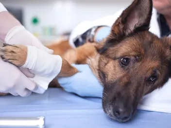 How Much Does Dog Broken Leg Surgery Cost? 2026 Update