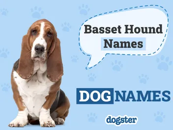 150+ Basset Hound Names: Unique & Fun Options