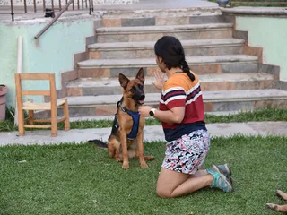 Dog Trick Training: 7 Vet-Verified Benefits for Pup & Human