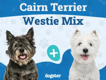 Cairland Terrier (Cairn Terrier & Westie Mix): Info, Pictures, Care & More