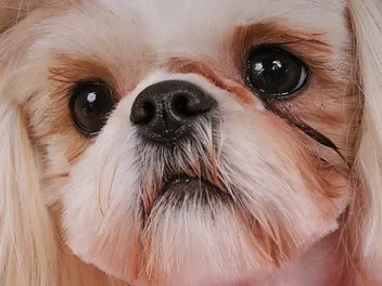 Do Shih Tzus Have Breathing Problems? Vet Approved Facts & FAQ
