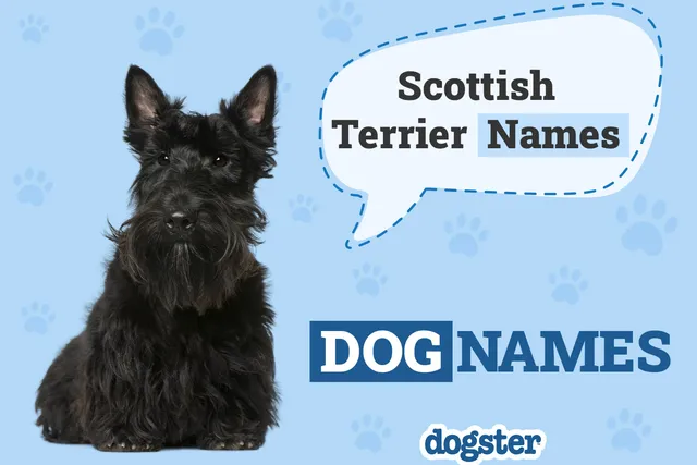 200+ Popular & Unique Scottish Terrier Names