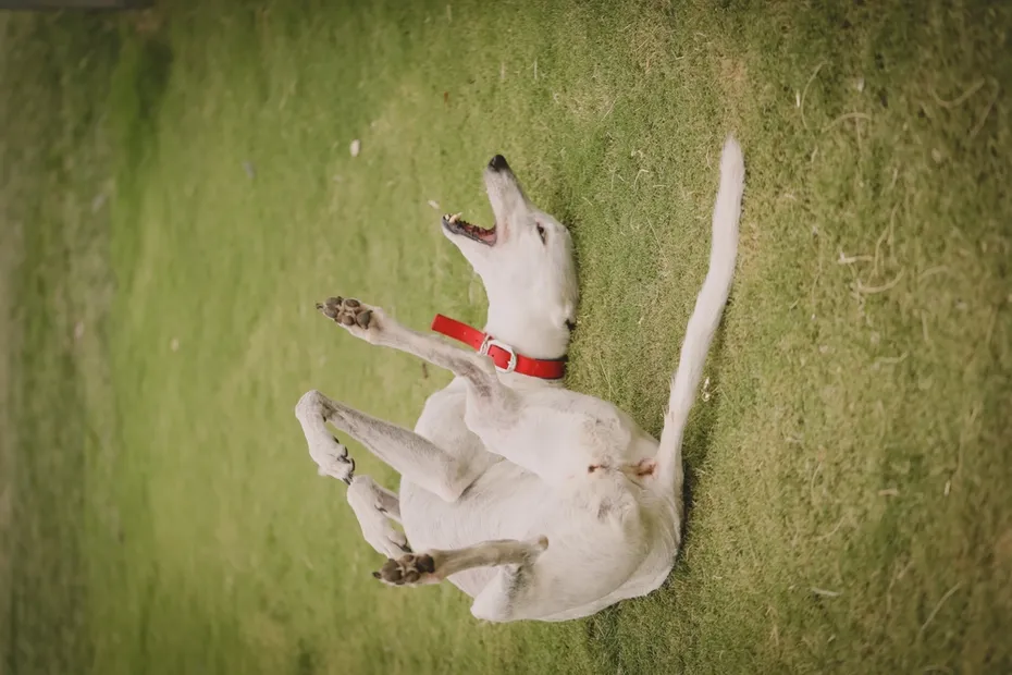 Greyhound dog playing in the grass