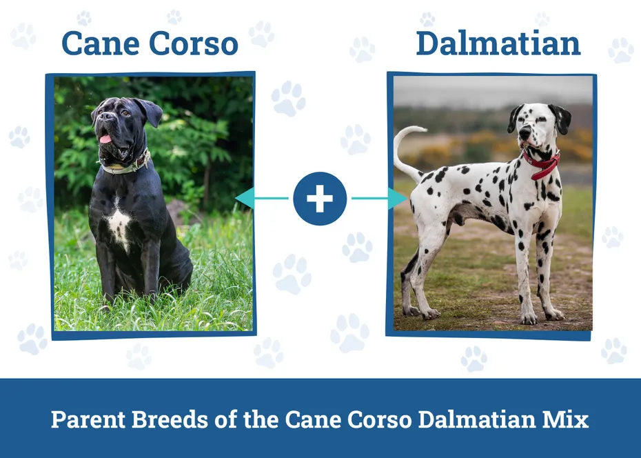 Parent Breeds of the Cane Corso Dalmatian Mix