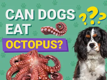 Can Dogs Eat Octopus? Vet-Approved Nutrition Info & Risks