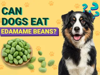 Can Dogs Eat Edamame Beans? Vet-Verified Nutrition Facts, Benefits & More