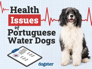 Portuguese Water Dog Health Issues: 8 Common Concerns & Treatments