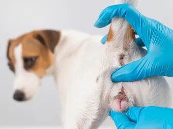 Dog Genitals: Canine Anatomy Explained (Vet-Approved)