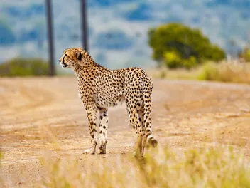 Emotional Support Dogs for Cheetahs: The Amazing Relationship Explained