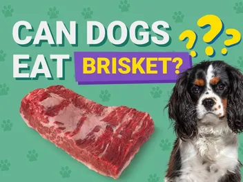 Can Dogs Eat Brisket? Vet-Verified Nutrition Facts & Risks