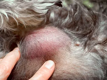 What Every Dog Owner Should Know About Lumps and Bumps