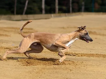 How Fast Can a Dog Run? Fastest Breed & General Facts (Vet-Reviewed)