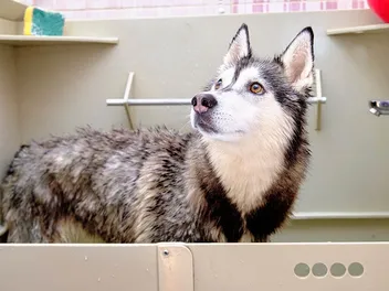 11 Best Dog Shampoos for Huskies in 2026: Reviews & Top Picks