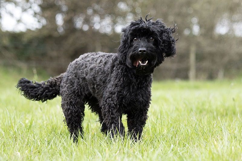 Black Cockapoo on the field