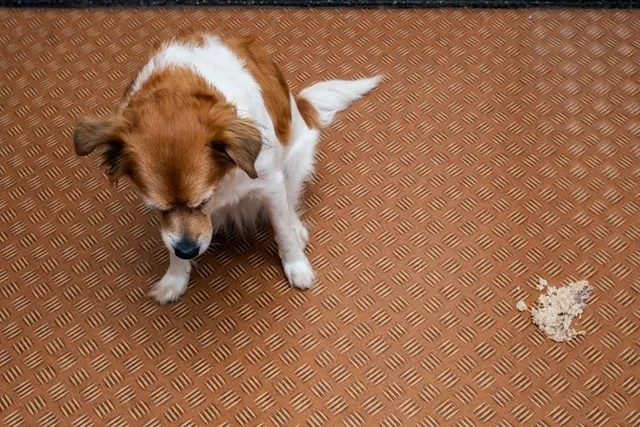Gastroenteritis in Dogs: Causes, Signs & Treatment (Vet Answer)