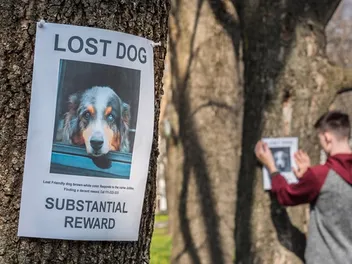 When to Stop Looking for a Lost Dog: Considerations Explained