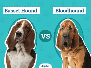 Basset Hound vs Bloodhound: Key Differences (With Info & Pictures)