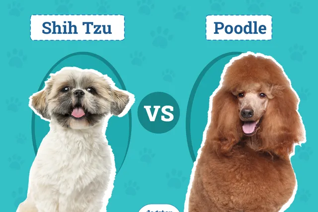 Shih Tzu vs Poodle: Notable Differences (With Pictures)