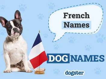 140+ French Dog Names: Très Bon Picks for Your Franco Pup