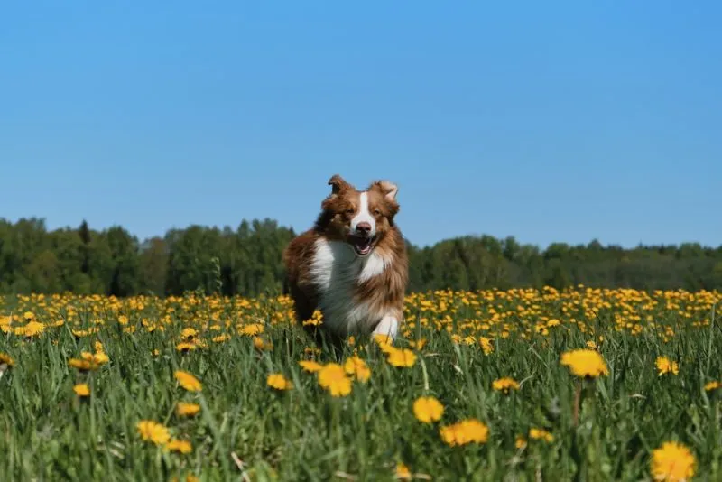 australian shepherd running in the field