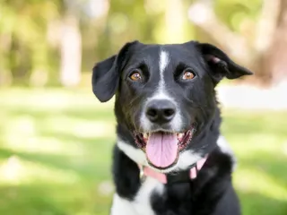 Border Point Dog: Info, Pictures, Care Guide & More