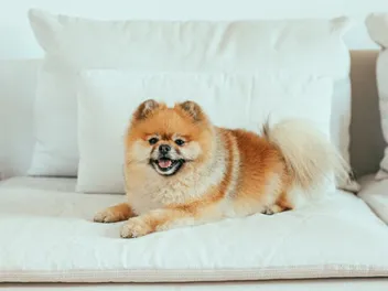 Can a Pomeranian Be Left Alone at Home? Important Factors & Tips