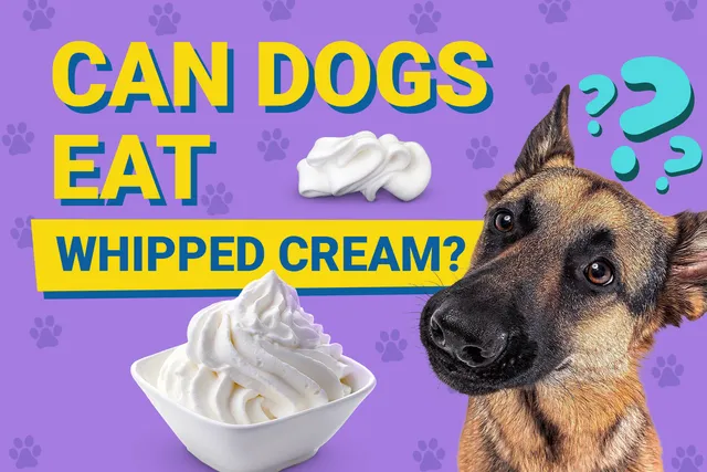 Can Dogs Eat Whipped Cream? Vet-Reviewed Nutrition Facts & Info