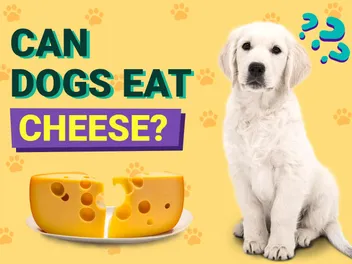 Can Dogs Eat Cheese? Vet-Reviewed Nutrition Facts & Safety Guide